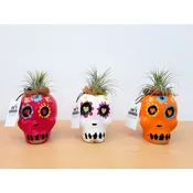 Day of The Dead Sugar Skull Medium With Air Plant