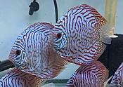 4.5-5.0" Tiger Turquoise