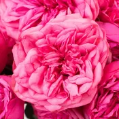 Pink Piano Peony Rose