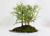 Chinese Elm 3 tree Forest on a natural slate Slab
