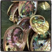 Abalone Shell (Ash Catcher)
