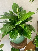 8 in. Tropical Plant — Viroqua Floral