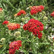 New Vintage Red Yarrow