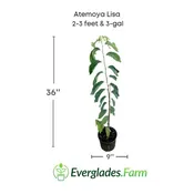 Atemoya Lisa Grafted Fruit Tree