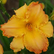 Desert Charm Daylily (2 for 1)