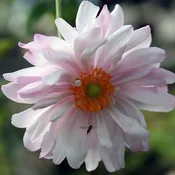 Anemone x 'Queen Charlotte' ~ Queen Charlotte Anemone