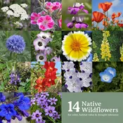 California Native Wildflower Seed Mix — Native West Nursery - California Native Plants
