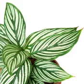 Calathea Vittata 4-inch — Black Eyed Susan's Flowers & Plants