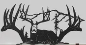 Buck / Antlers