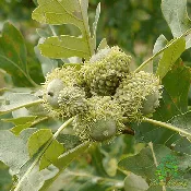 Bur x Gambel Hybrid Oak