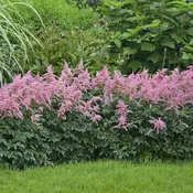 Astilbe Bressingham Beauty #1