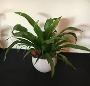 Birdnest Fern Plant - $80 — Village Green Flowers & Gifts