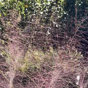 Muhlenbergia capillaris