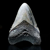Authentic 5" Megalodon Tooth from South Carolina – 299 g Fossil