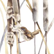 Wren in Fall Cattails  — Rebecca Kahrs