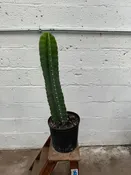 Cereus Peruvianus Cactus 10” pot — Urban Planting Cleveland