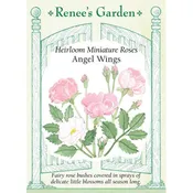 ‘Angel Wings’ Heirloom Miniature Rose Seeds