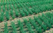 Polyup Chives (Not Treated)