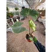 Alocasia macrorrhizos 'Stingray'