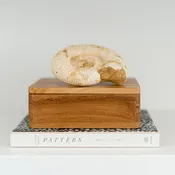 Ammonite Fossil