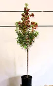 Acer tataricum ‘GarAnn’