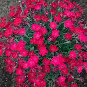 DIANTHUS 'PAINT THE TOWN MAGENTA' PW