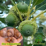 Bodacious Bur Hybrid Oak