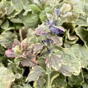 Ajuga Burgundy Glow 6" Pot