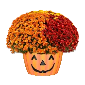12" Mum Pumpkin Pot Mumbo Beverly Bright Penny