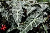 Alocasia 'Polly'