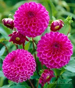 Boy Scout Dahlia Flower Bulbs