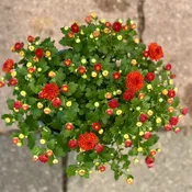 5.25" Orange/Bronze Annual Mum