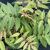 Mr Mustard® False Spirea (Sorbaria)