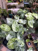 Alocasia Ninja Tricolor — Seattle Plant Daddy