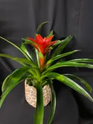 BEAUTIFUL BROMELIAD