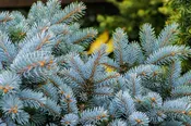 Blue Spruce — Pierpoint Candle Company