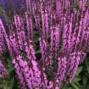 'Pink Profusion' Perennial Salvia