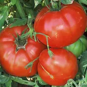Aker's West Virginia Tomato
