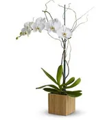 PHALAENOPSIS ORCHID
