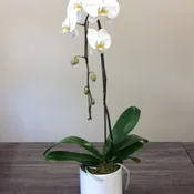 Cascade Orchid