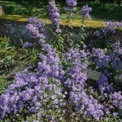Aster laevis 'Bluebird' ~ Bluebird Smooth Aster