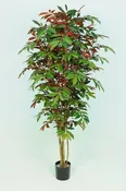 Capensia Tree