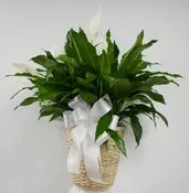 10" SPATH (PEACE LILY) IN WICKER BASKET