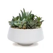 El Camino — Cactus & Tropicals