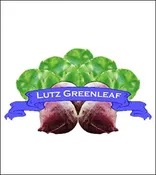 Beet Seed. Organic Lutz Greenleaf. Heirloom. Pkt.