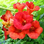 Madame Galen Trumpet Vine