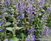 Ajuga r. 'Chocolate Chip'