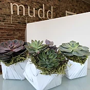 Succulents in Geometric Marbled Stone Vessels