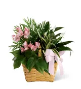 The FTD® Living Spirit™ Dishgarden