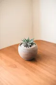 Single Succulent